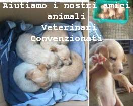 Cuccioli1